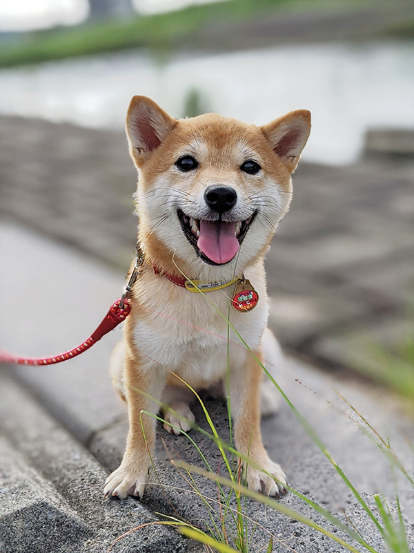 神奈川の極小豆柴犬 長紅良ちゃん