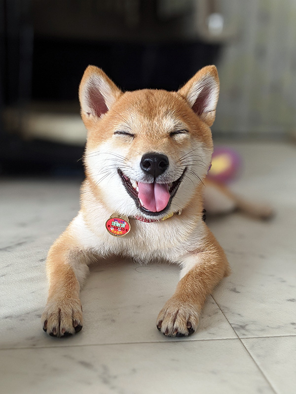 神奈川の極小豆柴犬 長紅良ちゃん