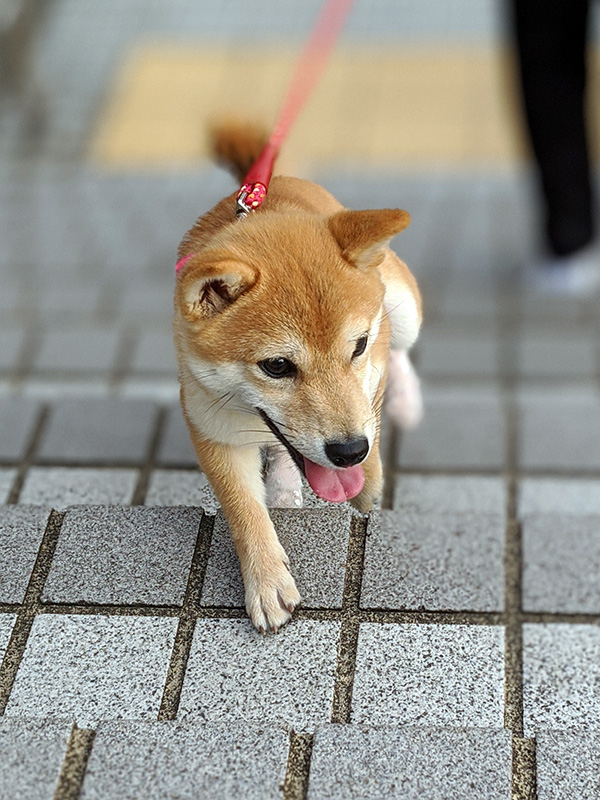 神奈川の極小豆柴犬 長紅良ちゃん