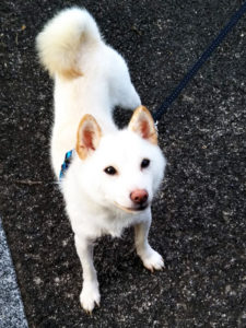 島根の豆柴犬のチップくん