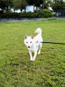 島根の豆柴犬のチップくん