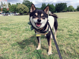 愛知の極小豆柴犬 喜助くん