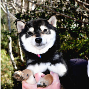 極小豆柴犬♂ ガジュマルくん