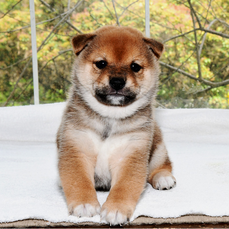 子犬 母犬 極小豆柴犬 豆柴ブリーダー富士野荘