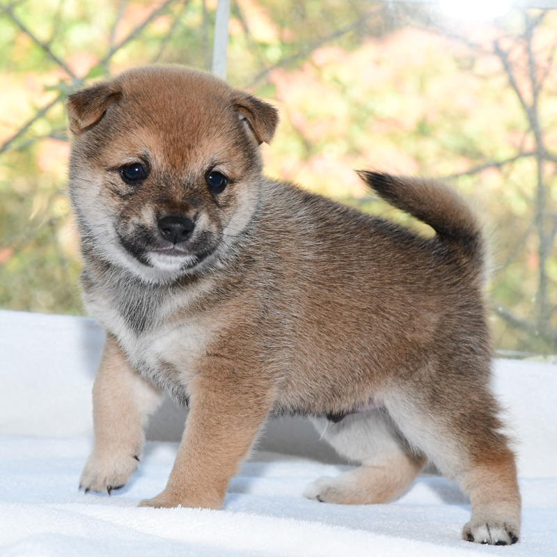 子犬 母犬 極小豆柴犬 豆柴ブリーダー富士野荘