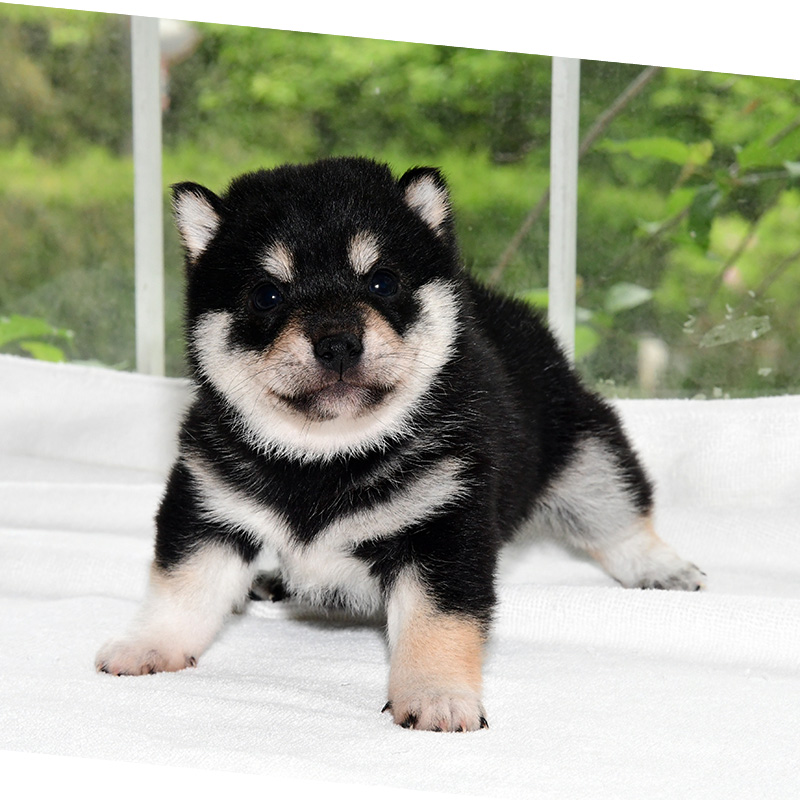 豆柴 小豆柴 極小豆柴ブリーダー 富士野荘 豆柴ブリーダー富士野荘