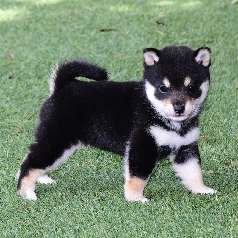 子犬 母犬 極小豆柴犬 豆柴 ブリーダー 富士野荘