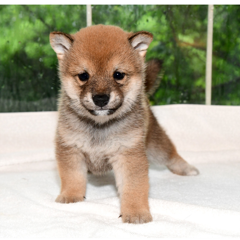 子犬 母犬 極小豆柴犬 豆柴ブリーダー富士野荘