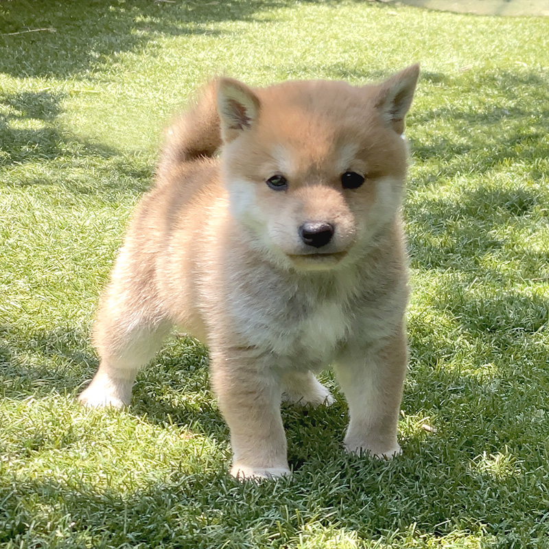 子犬 母犬 極小豆柴犬 豆柴ブリーダー富士野荘