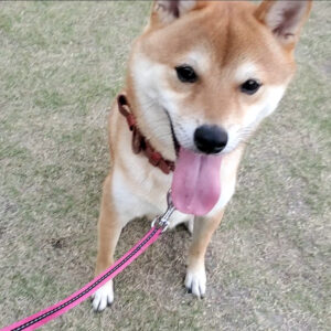 愛知県の母犬極小豆柴のうに助くん