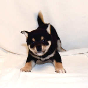 小豆柴あずきしば 極小豆柴ごくしょうまめしば 豆柴まめしばブリーダー 富士野荘 豆柴ブリーダー富士野荘