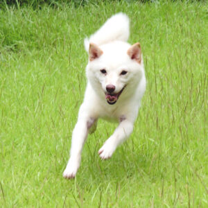 豆柴の基本社会性訓育済成犬 豆柴ブリーダー富士野荘