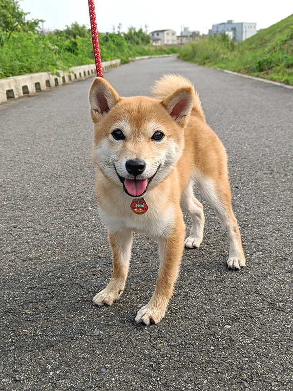 愛知県の極小豆柴の長紅良ちゃん