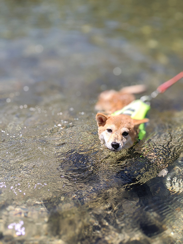 愛知県の極小豆柴の長紅良ちゃん