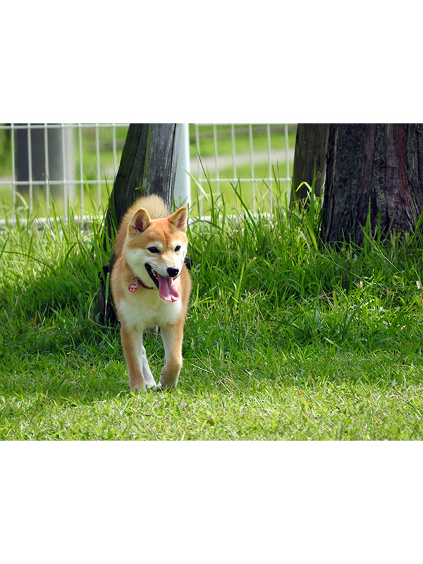 愛知県の極小豆柴の長紅良ちゃん