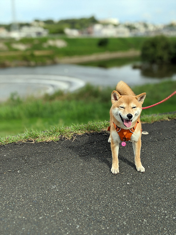 愛知県の極小豆柴の長紅良ちゃん