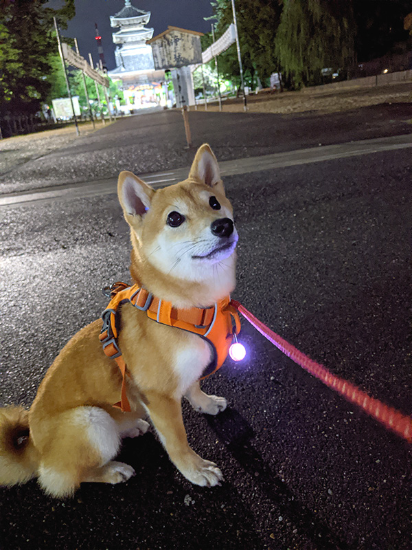 愛知県の極小豆柴の長紅良ちゃん