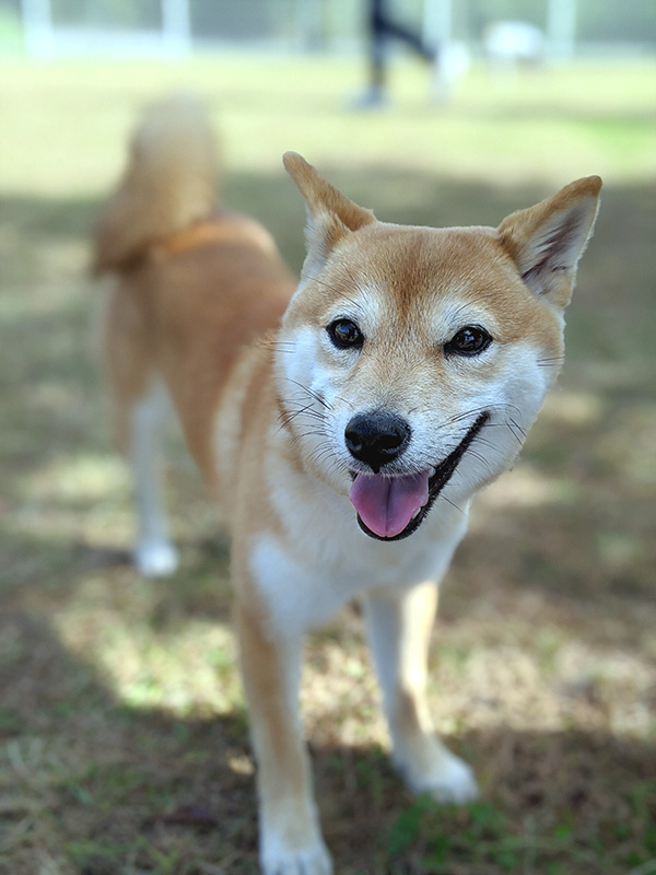 愛知県の極小豆柴の長紅良ちゃん