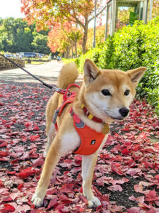 愛知県の極小豆柴の長紅良ちゃん