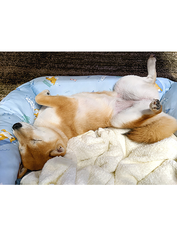 愛知県の極小豆柴の長紅良ちゃん