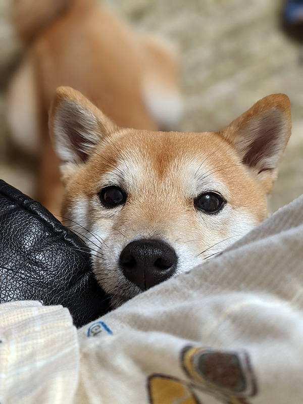 愛知県の極小豆柴の長紅良ちゃん