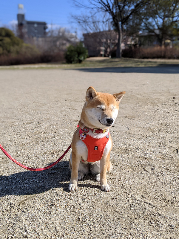 愛知県の極小豆柴の長紅良ちゃん