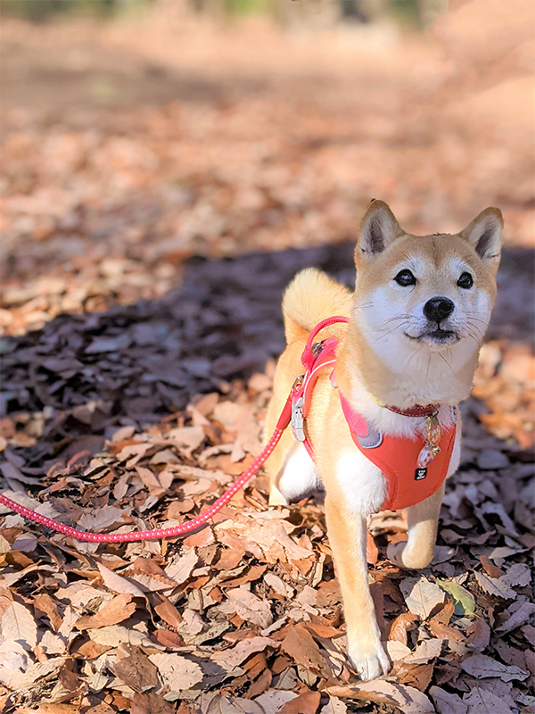 愛知県の極小豆柴の長紅良ちゃん