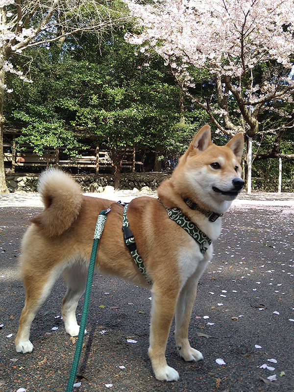 静岡の極小豆柴犬 寅次郎くん