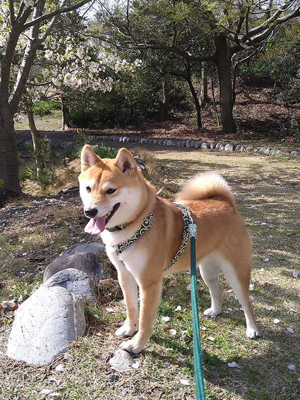 静岡の極小豆柴犬 寅次郎くん