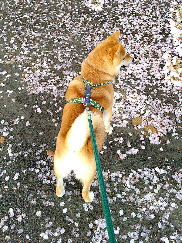 静岡の極小豆柴犬 寅次郎くん