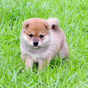 子犬： 母犬 極小豆柴犬