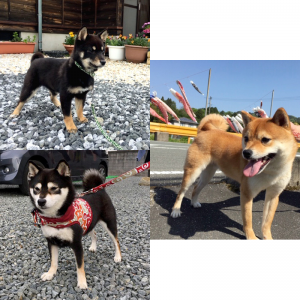 https://www.mame-shiba-inu.com/2019-12-20-20766/v-jiro_yama06/