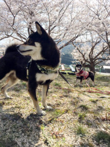 山口県のＫ様の豆柴ちゃん達