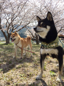 山口県のＫ様の豆柴ちゃん達