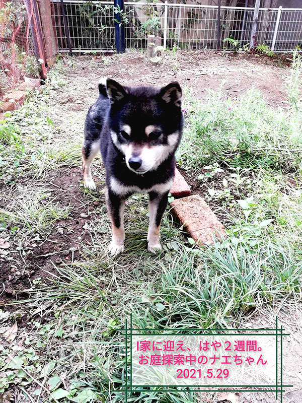 東京都のｉ様から 成犬でお迎えのナエちゃん のお便り 豆柴ブリーダー富士野荘