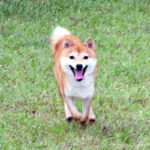 極小豆柴犬 コウジくん