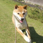 静岡の極小豆柴犬 やまとくん