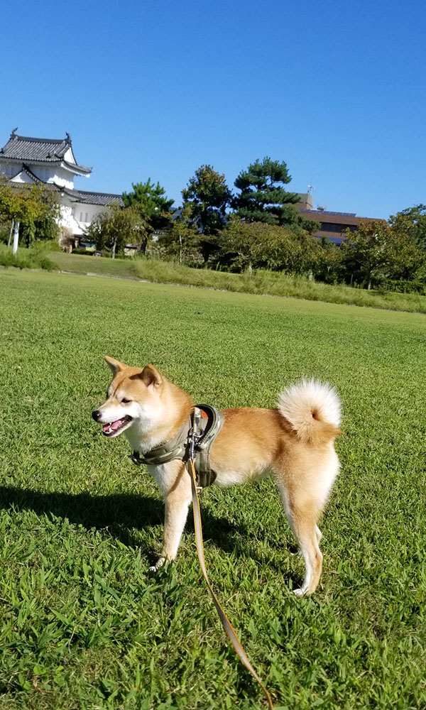 京都の早太郎くん