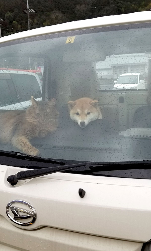 京都の早太郎くん