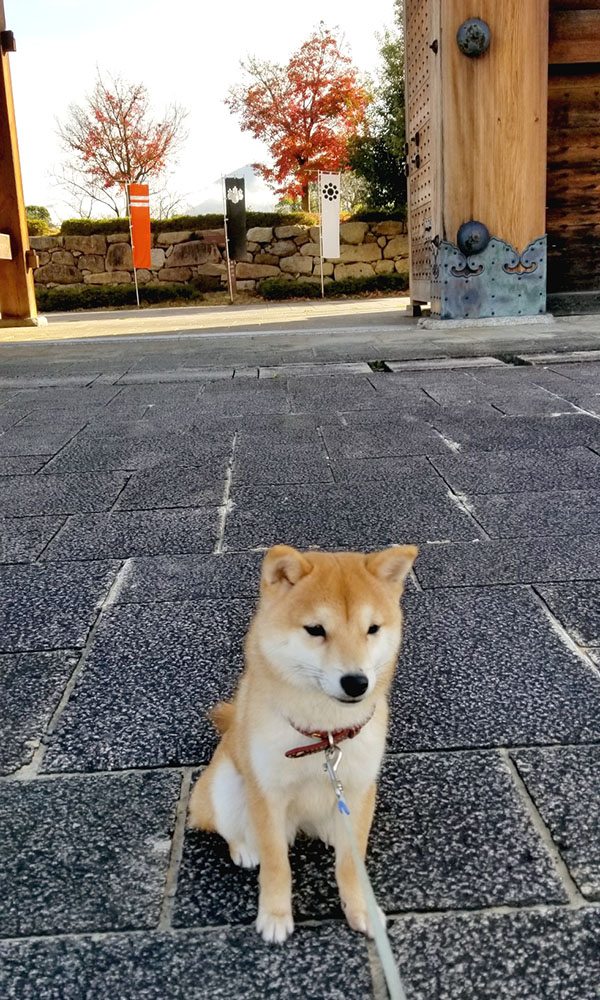 京都の早太郎くん