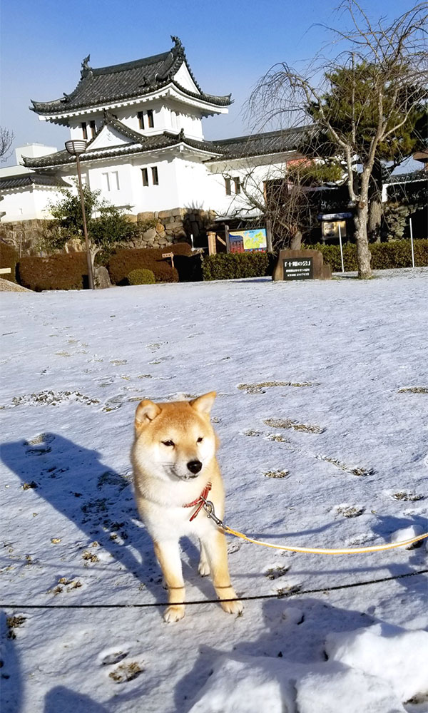 京都の早太郎くん