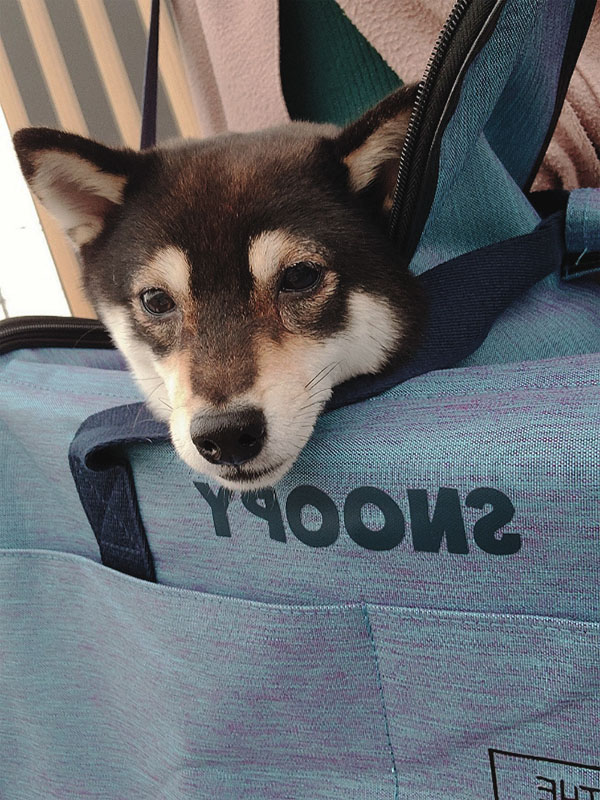 極小豆柴犬 モズクちゃん