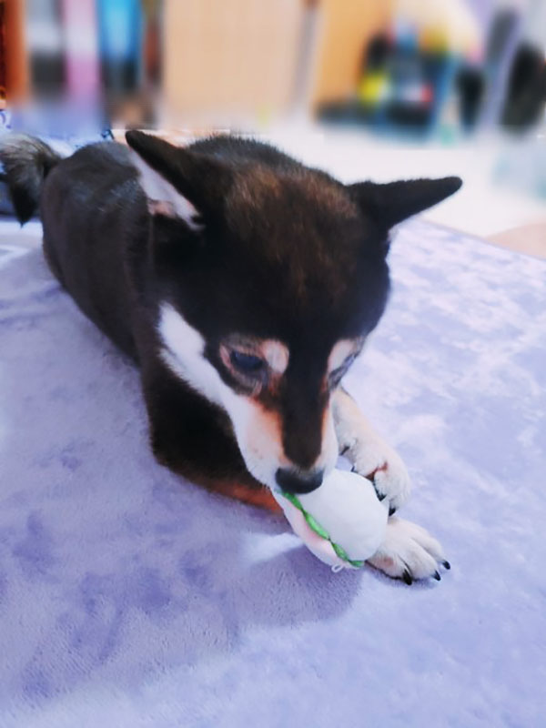 極小豆柴犬 モズクちゃん