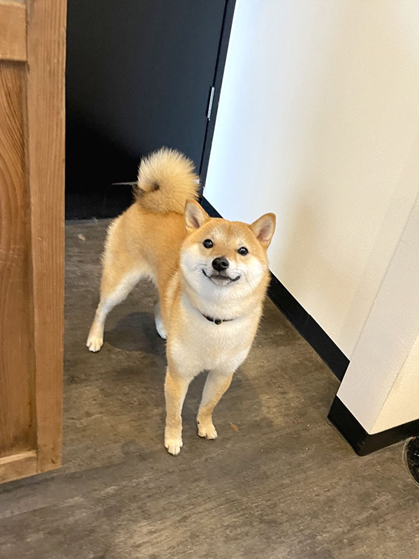 横浜の母犬極小豆柴の凛ちゃん