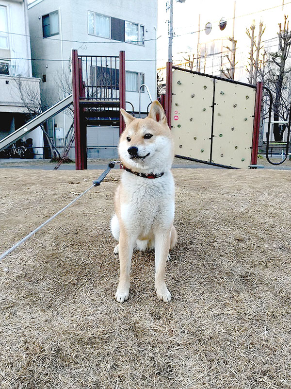 横浜の母犬極小豆柴の凛ちゃん