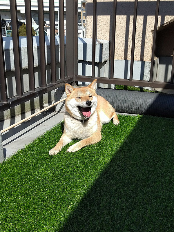 横浜の母犬極小豆柴の凛ちゃん