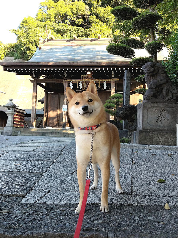 横浜の母犬極小豆柴の凛ちゃん