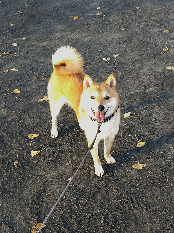 横浜の母犬極小豆柴の凛ちゃん