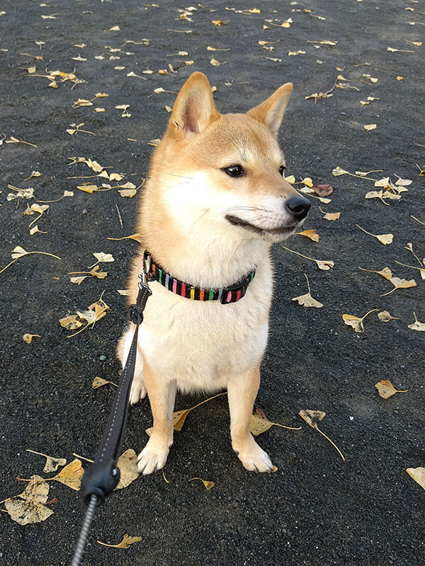 横浜の母犬極小豆柴の凛ちゃん