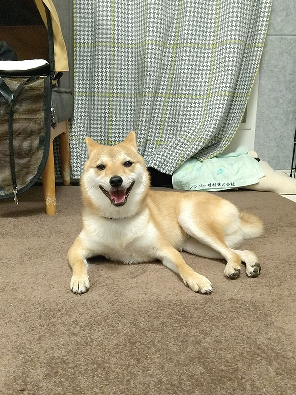 横浜の母犬極小豆柴の凛ちゃん